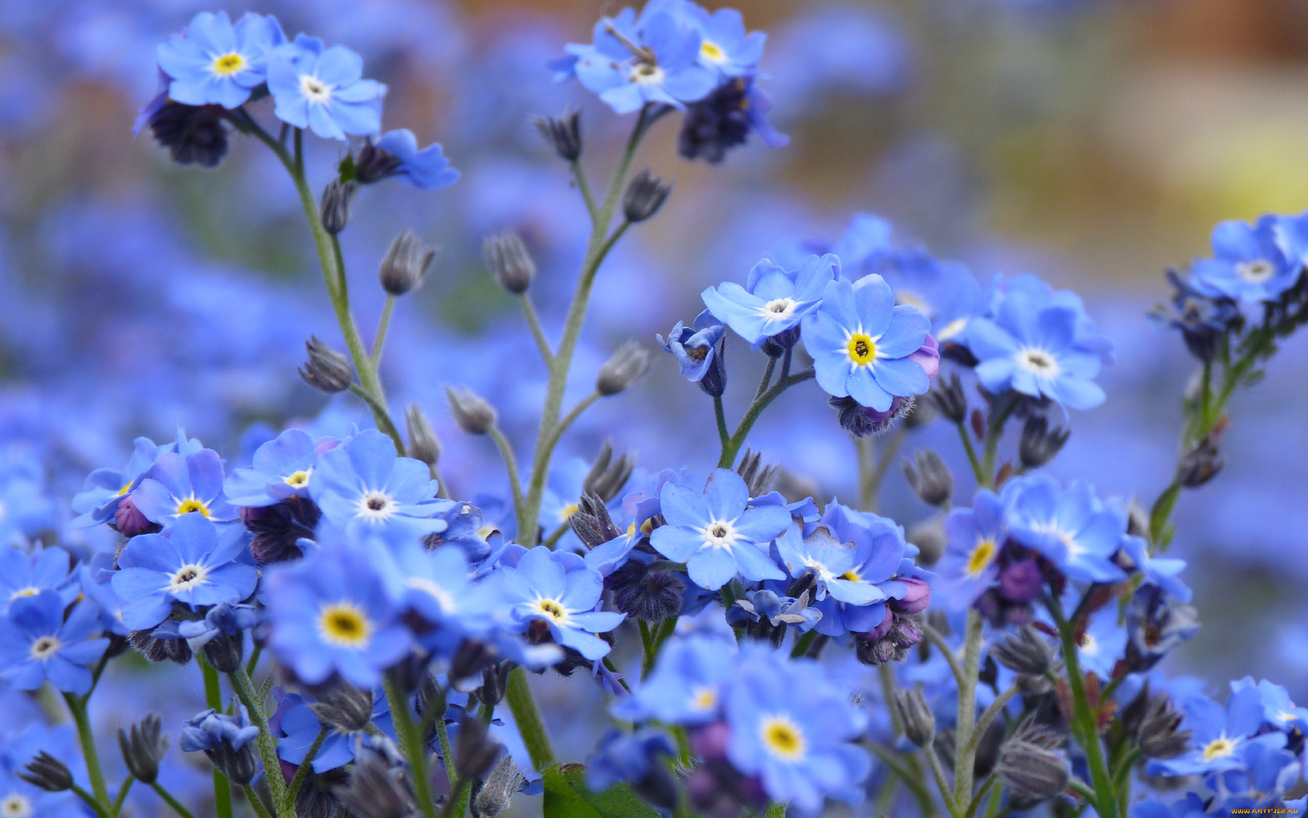 Незабудка Полевая (Myosotis arvensis)